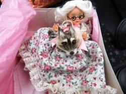 red riding hood topsy 14555 wolf a